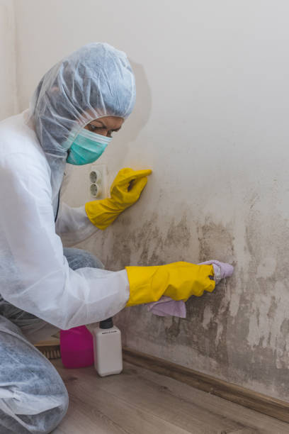Best Basement Mold Removal  in Erin, TN