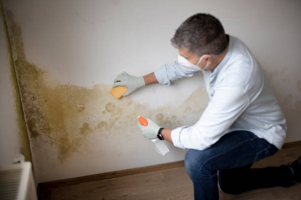 Best Asbestos and Lead Testing During Mold Inspection  in Erin, TN